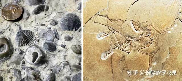 化石的形成是一个非常复杂的过程，化石是怎么形成的（十、深时-1<前世记忆）