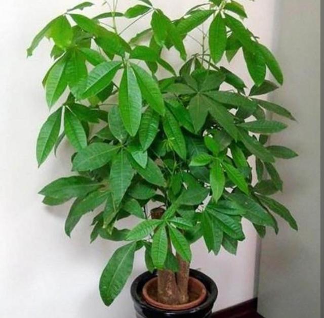 家庭养花富贵籽养植技术分享，富贵籽的养殖方法和注意事项盆栽（有钱人爱养6种旺家植物）