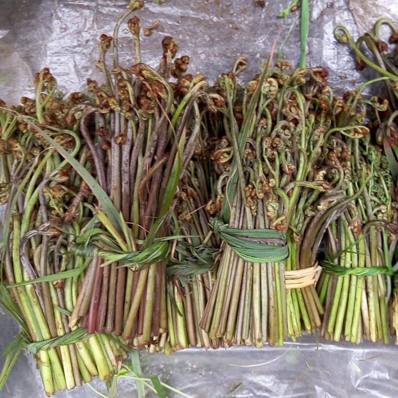 农村能吃的100种野菜图片,有哪些野菜可以吃 农村能吃的100种野菜图片,有哪些野菜可以吃