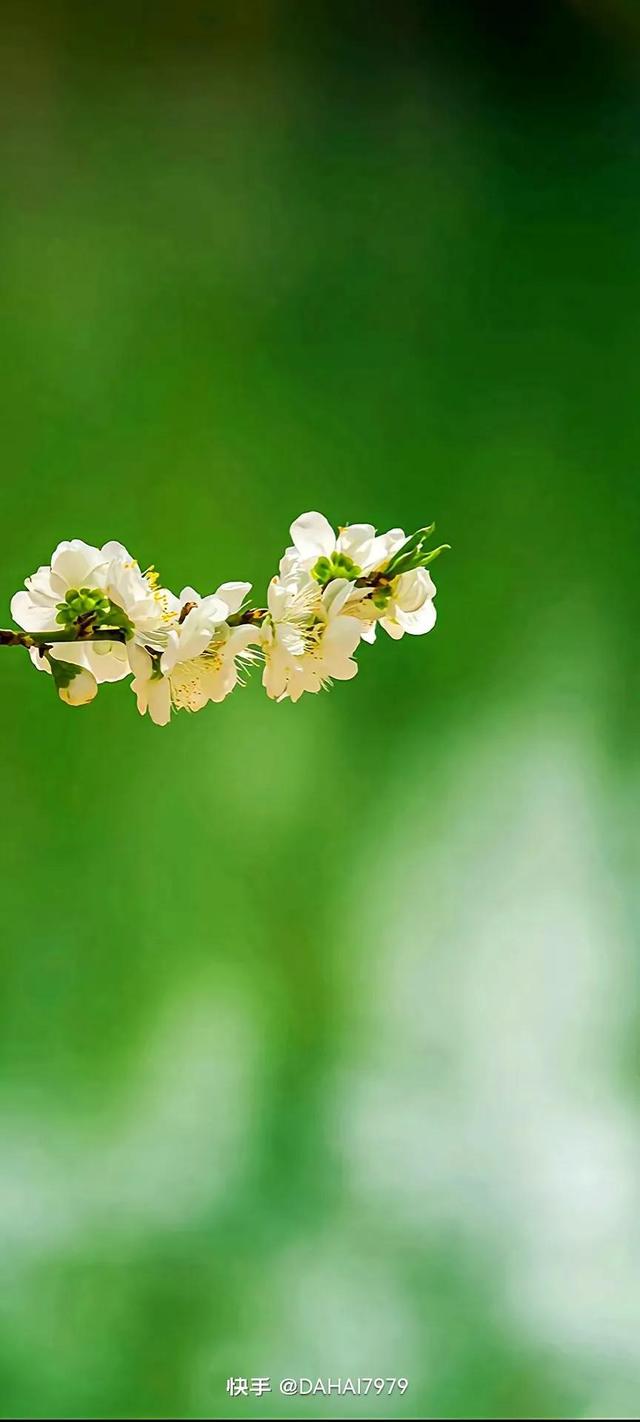 绿色聊天背景图，怎样能把微信聊天背景调成绿色的（绿色背景壁纸，好看的壁纸）