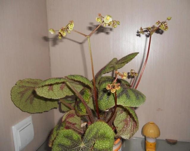 鲜花的花语和花的数目的寓意，鲜花数量的寓意（100种迷人的“数字花”）