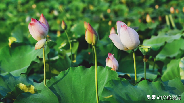 霞浦建善寺简介，2023年霞浦旅游月历新鲜出炉~快收藏→