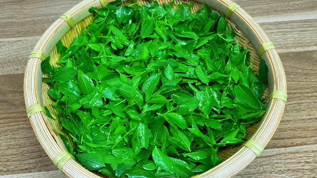 酸枣芽怎样制成茶叶，怎样自制酸枣叶茶（遇到这叶子别手软）
