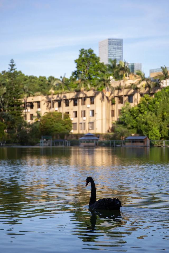 深圳大学是211吗，深圳大学是双一流大学吗（不是985/211）