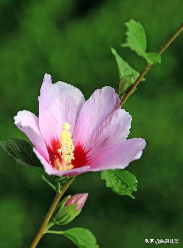 木槿花开唯美诗句，朝开暮落话枯荣