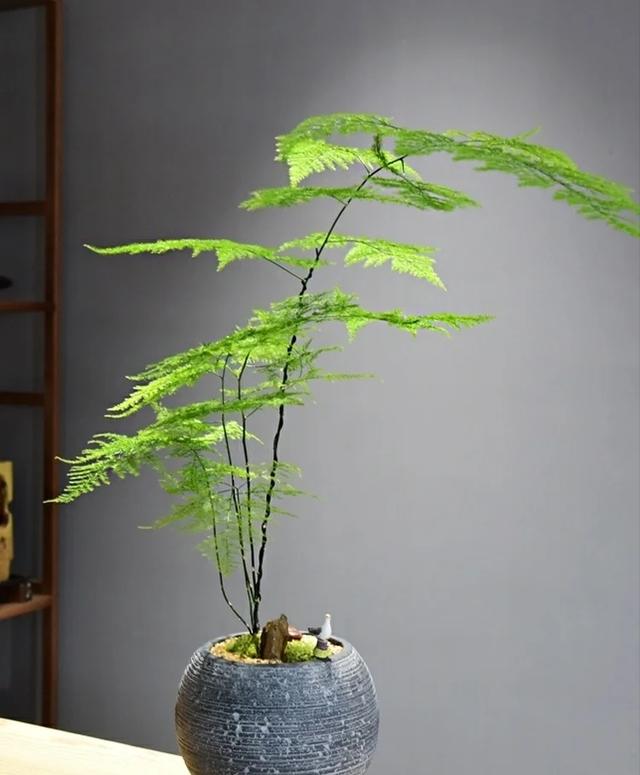 室内养什么花最好，100种“吉祥花”