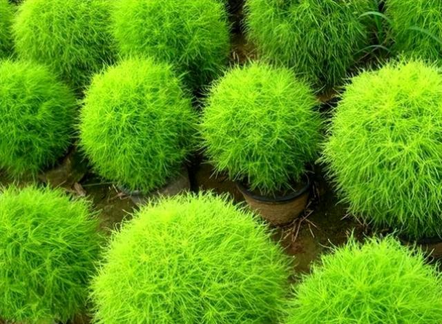 笤帚菜，却不知还是极品野菜（笤帚菜有什么好处）