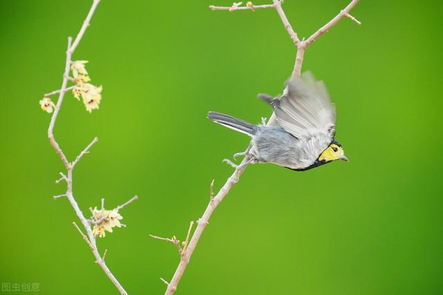 与春天有关的成语，春天的成语有哪些（春天的描写与成语）
