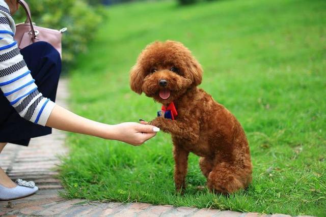 什么狗最好养，什么狗最好养最听话最忠诚（公认好养的5种“小型犬”）