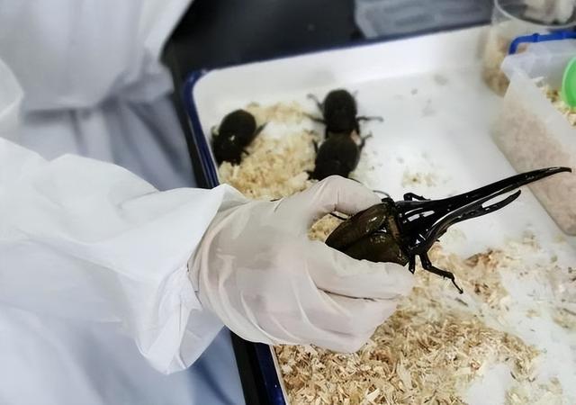 世界上最大的蜈蚣，世界最大的蜈蚣有多大（中国海关查获5条海外“巨型”蜈蚣）