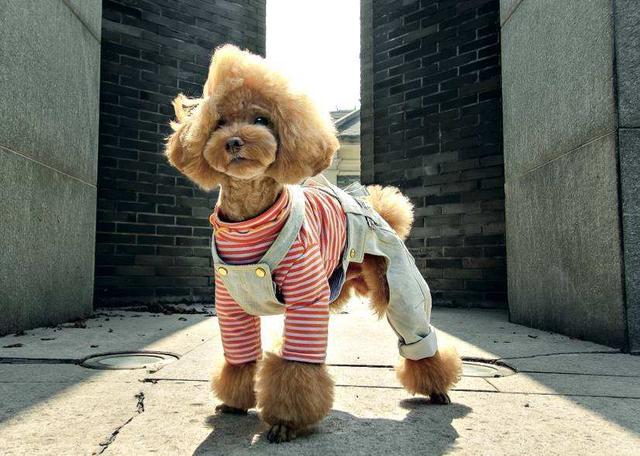 黑色贵宾犬图片，黑色贵宾犬价格（“贵宾犬”毛色大盘点）