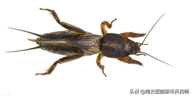 蝼蛄属于哪类昆虫，蝼蛄是昆虫还是非昆虫（是一味利水消肿良药）