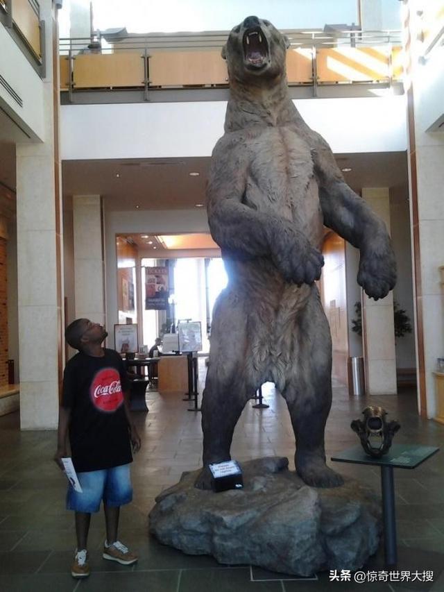 世界上最大的熊，世界上最大的熊是什么熊（25个比你想象中要大的巨物）