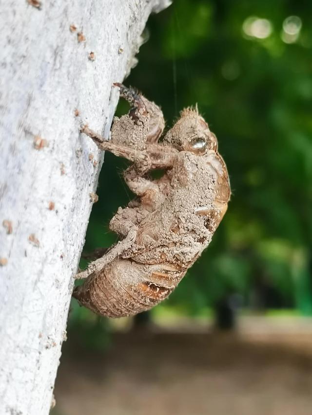蝉蜕的功效与作用，蝉蜕的作用与功效（蝉蜕：高风亮节，破茧重生之美）