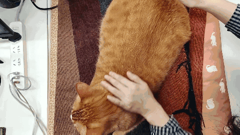 怎样抱猫咪最舒服，怎样抱猫咪最舒服图片（史上最全猫咪按摩宝典）