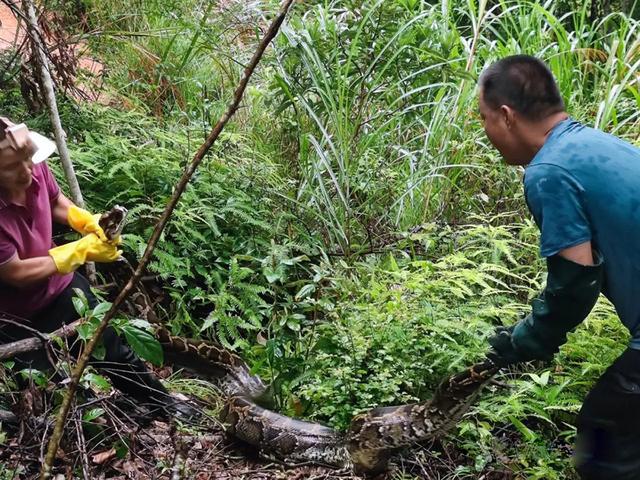 中国最大的蛇是什么蛇，中国最大的蛇是什么蛇图片（广东梅州发现70斤巨蟒）