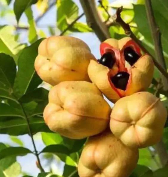 世界十大最罕见水果，世界十大罕见水果之一（分享图片一全球罕见怪异的水果）