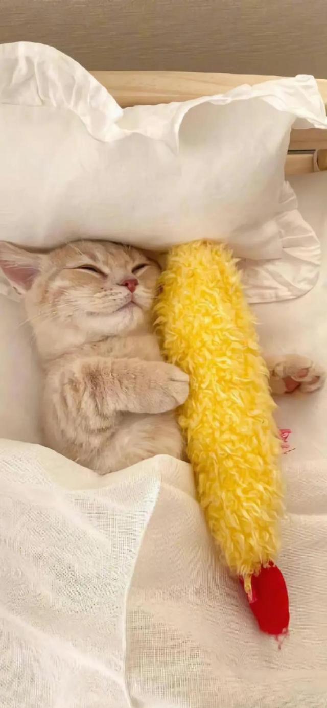 小猫可爱图片，小猫可爱图片 呆萌（猫咪壁纸‖好可爱呀）