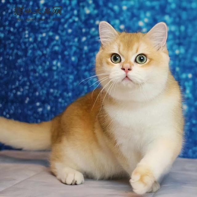 英短蓝白猫五个月特征，繁育圈里面的英短有哪几种