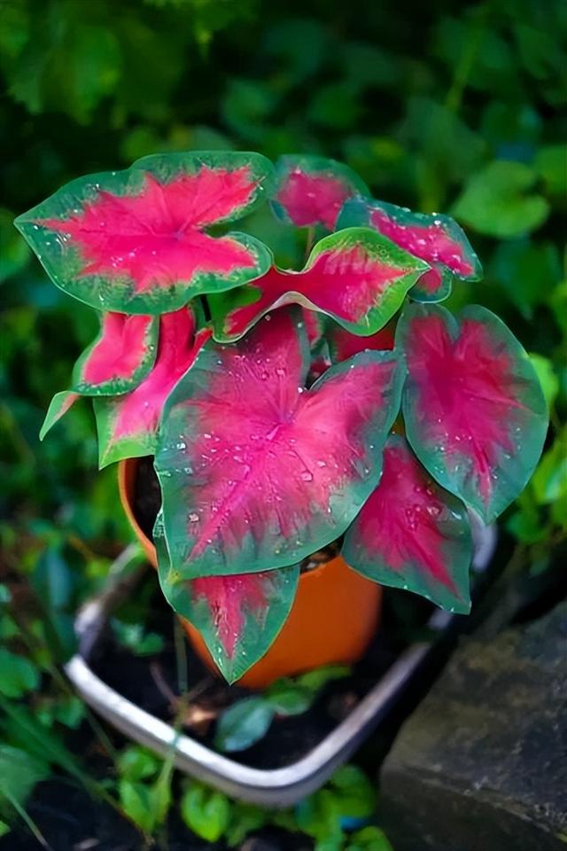 庭院喜阳植物，不同光照民宿花园或农场庭院内30种喜阴、喜阳植物