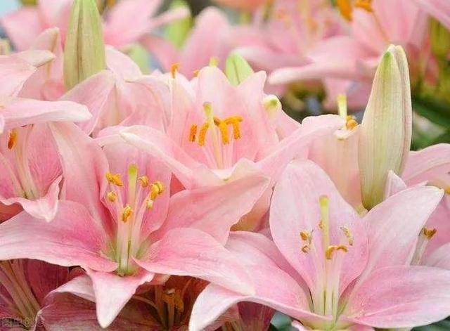 看望病人买什么鲜花，适合送病人的鲜花有哪几种（哪些花代表健康、平安、幸福）