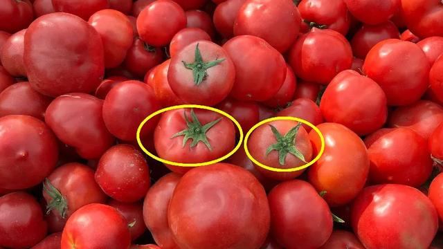 如何辨别正宗西红柿，教你几个挑西红柿的小技巧