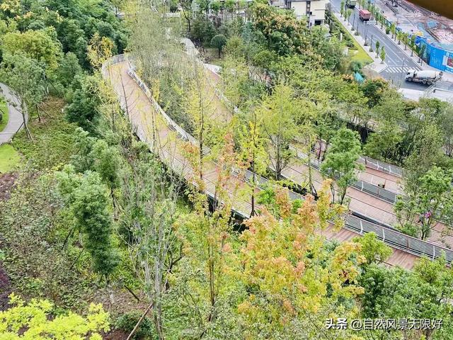 秋天的花朵怎么画，儿童画秋天的花朵（秋天的画）