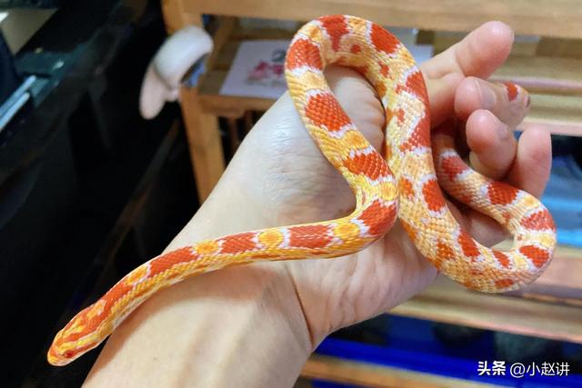 玉米蛇认主人吗，养蛇会认主人吗（蛇中“纸老虎”）
