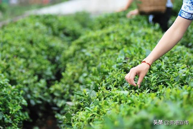 覃塘毛尖的冲泡方法，贵港覃塘毛尖（贵港市这地一产业“出圈”）