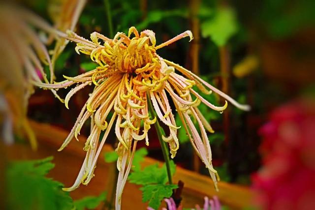 重阳节和菊花有什么关系，重阳节菊花代表什么意思（重阳节与菊花）