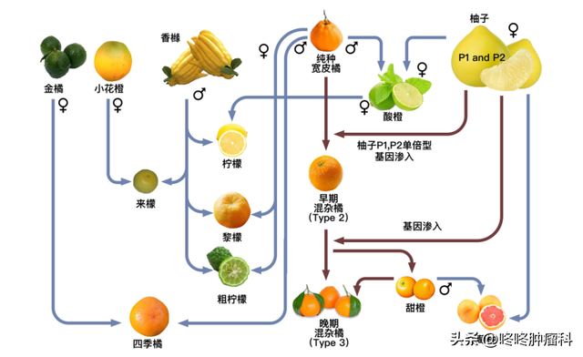 欧芹在中国叫什么，欧芹在中国叫什么名字（这些水果蔬菜吃药时也别吃）
