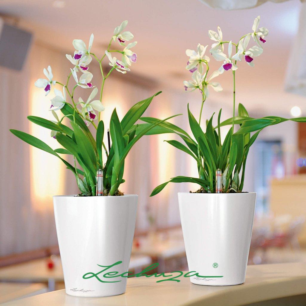 办公室位置摆放(办公室摆放什么绿植好) - 珍缘易学