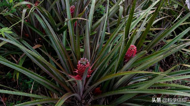 凤梨树和菠萝树的区别，菠萝跟凤梨是一个品种吗（菠萝和凤梨是一回事）