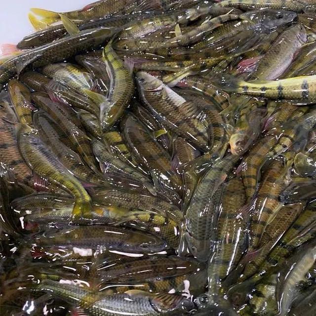 的小溪里生长的石斑鱼,我们那里叫它溪水石斑鱼,也叫光唇鱼,石坚鱼等