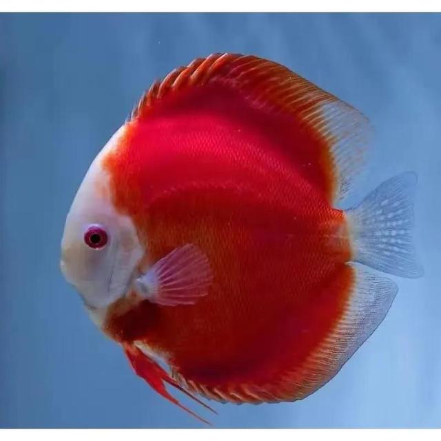 100多种神仙鱼欣赏，鳕鱼图片大全