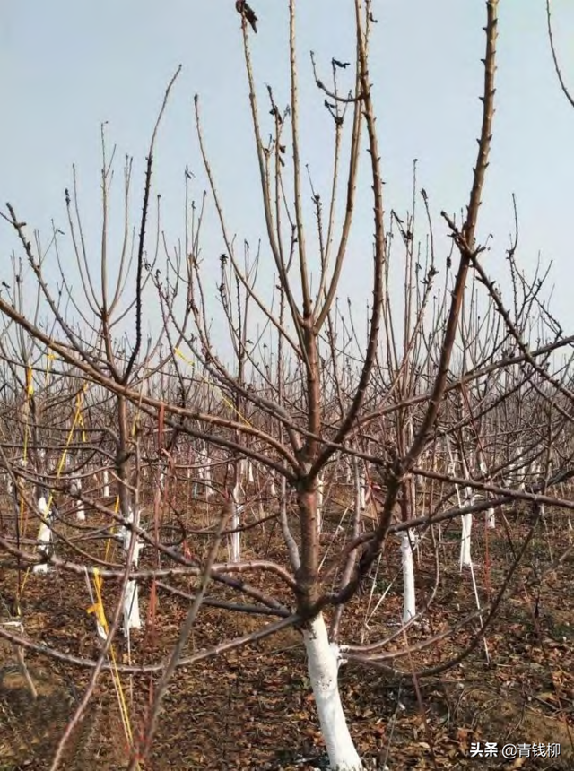 布鲁克斯樱桃种植管理技术，布鲁克斯樱桃几年结果（大樱桃栽培技术及病虫害防治技术要点）