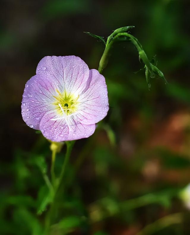 花诗歌，生如夏花诗歌（夹竹桃花正盛开）