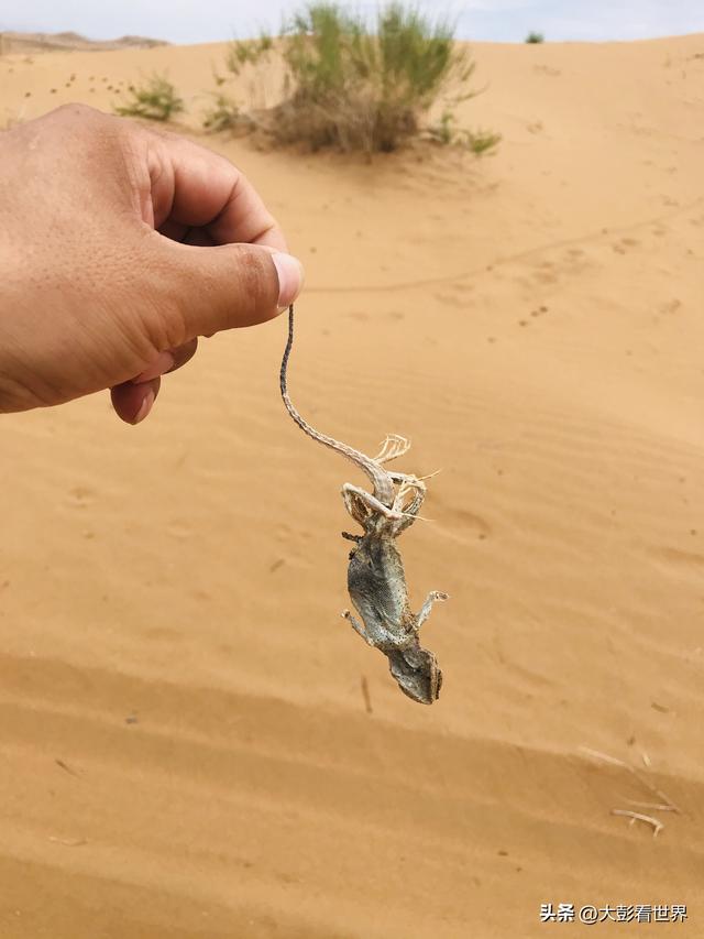腾格里沙漠攻略，腾格里沙漠旅游攻略（见过腾格里沙漠的一年四季吗）