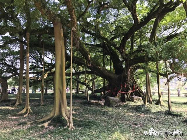 桂林到阳朔一天怎么玩，桂林到阳朔的N种玩法