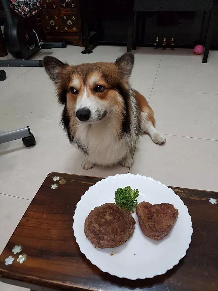 纯柯基多少钱一只(大部分人养的柯基都是串的) - 价格百科