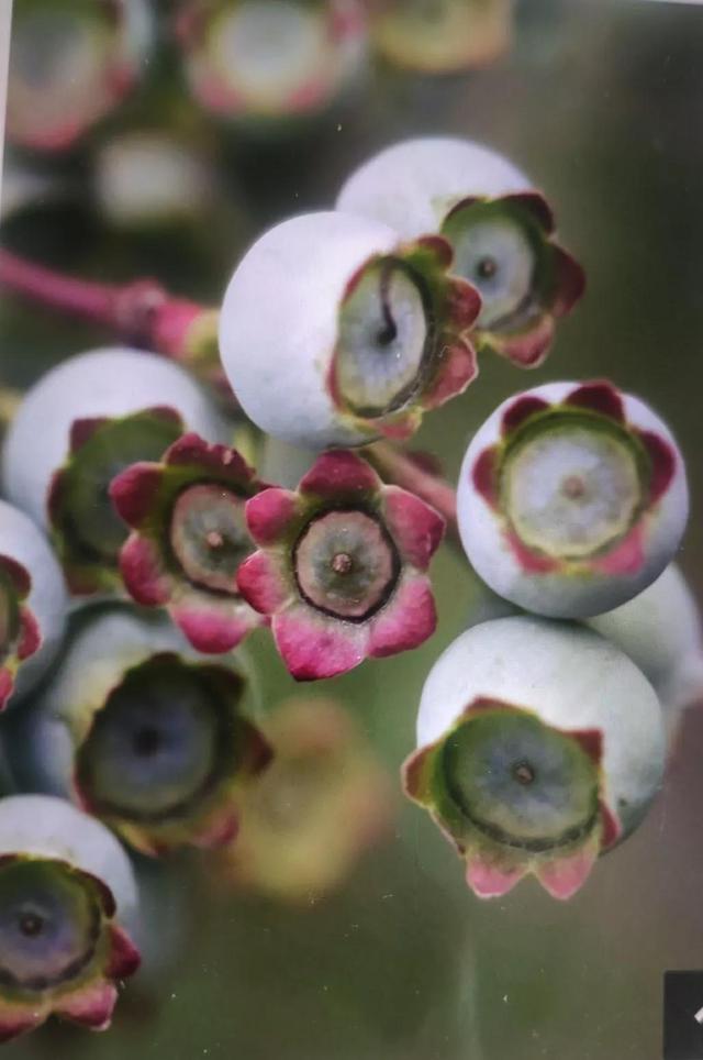 蓝莓什么季节能成熟，蓝莓一般在几月份成熟（蓝莓开花到结果的完整过程）