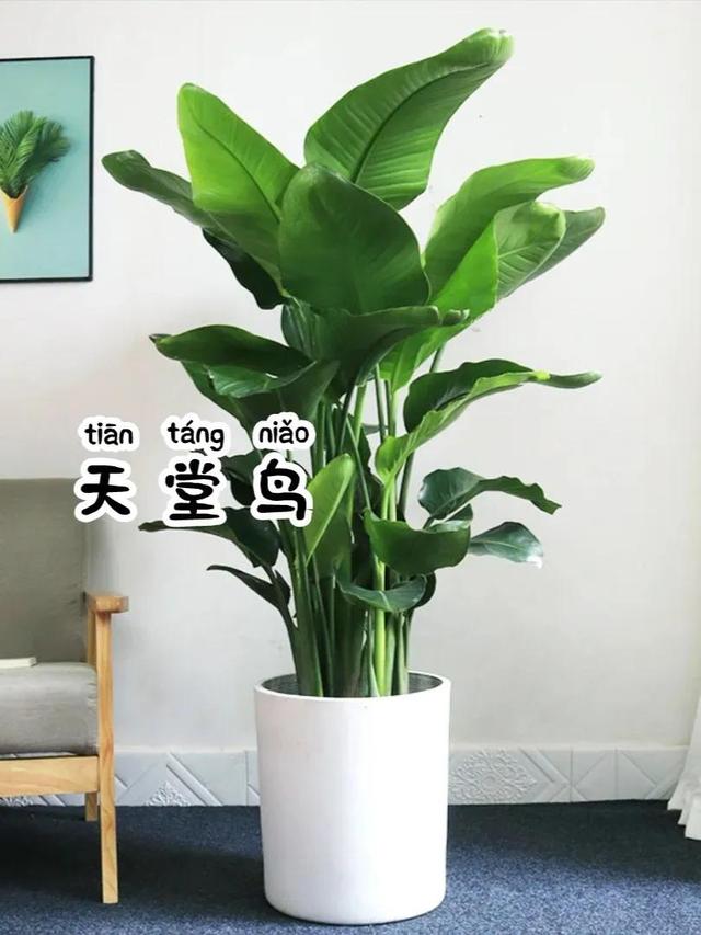 比较大的绿植，寓意美好又耐看的6⃣️款大型绿植