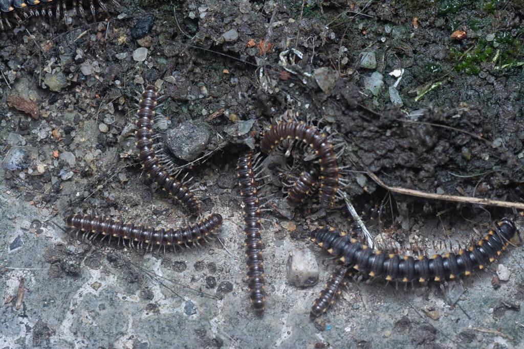 三分钟带你了解千足虫的特点(什么是千足虫?