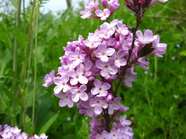 花，花好月圆人长久（72种鲜花欣赏图片）