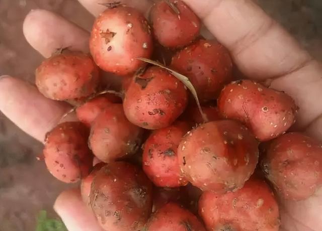 大番薯是什么意思,广东大番薯是什么意思(常顶着烈日去寻找)_犇涌向乾