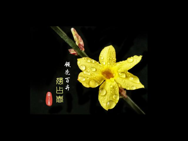 连翘的花语是什么，连翘花是什么花（降香懒画蛾眉春”——连翘花）