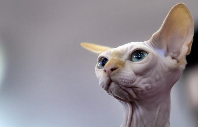 世界上最丑的猫，世界上体重最小的猫品种（每只价格高达3,000美元）