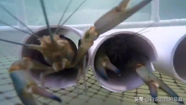 小龙虾属于海鲜类吗，小龙虾是海鲜吗（龙虾：从小龙虾到大花龙）