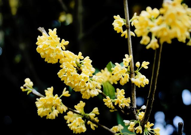 什么花好看又好养，开花好看又好养的花卉（种一盆好看又好养）