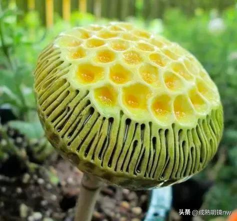 世界上最漂亮的蘑菇，世界上最漂亮的蘑菇是什么（精华总伴日风来。美丽的蘑菇）